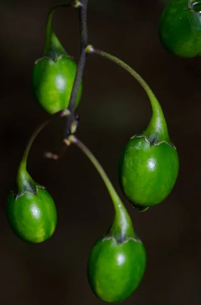 Yeşil Biber Yakın Çekim — Stok fotoğraf