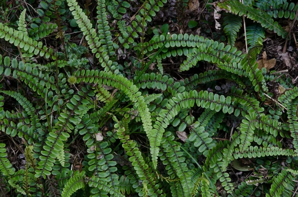 Foglie Verdi Flora Fogliame — Foto Stock