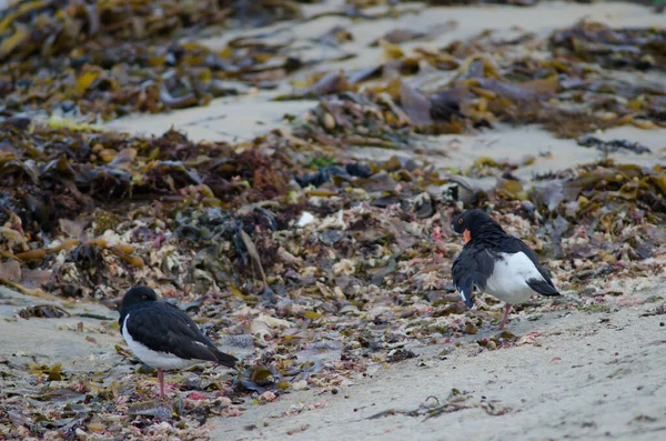 Troupeau Oiseaux Dans Eau — Photo