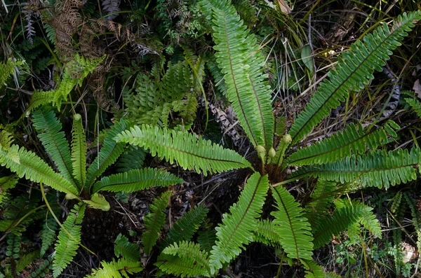 Foglie Verdi Una Pianta Nel Giardino — Foto Stock