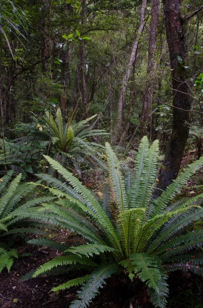 Green Fern Forest — Stock Photo, Image