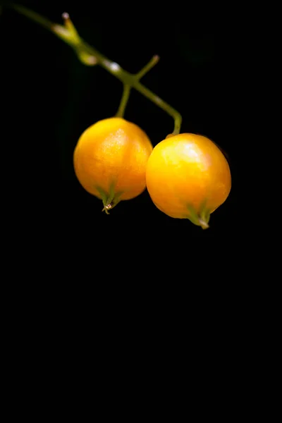 Yellow Black Olives Dark Background — Stock Photo, Image