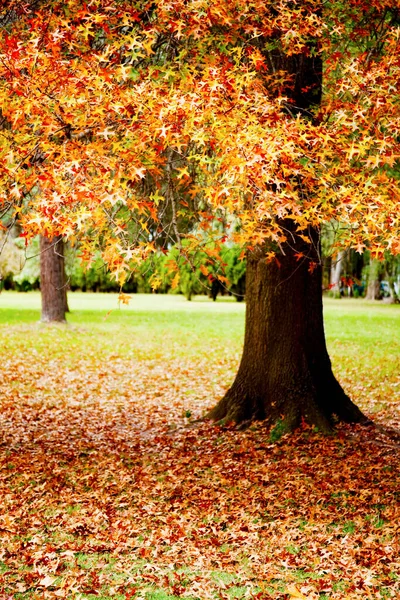 Herbstlandschaft Mit Bunten Blättern — Stockfoto