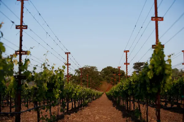 Vineyard Countryside — Stock Photo, Image