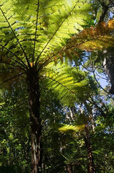 Green Leaves Forest — Stock Photo, Image