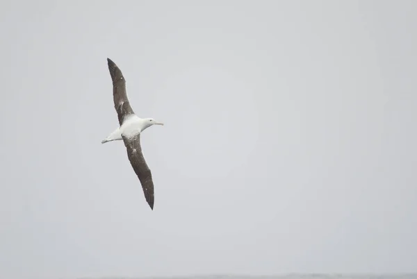 Gaivota Voando Céu — Fotografia de Stock