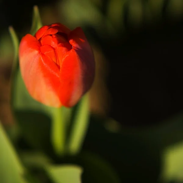 Belles Tulipes Dans Jardin — Photo