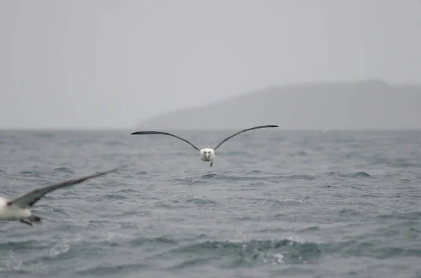 Γλάρος Που Πετά Στη Θάλασσα — Φωτογραφία Αρχείου