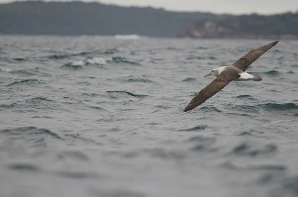 Seagull Flying Sea — Stock Photo, Image