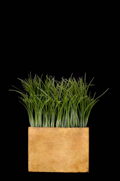 Grünes Gras Auf Schwarzem Hintergrund — Stockfoto