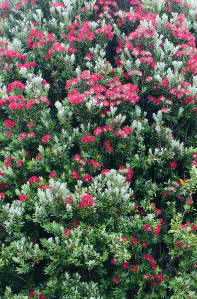 Pohutukawa Metrosideros Excelsa Bloom Oban Stewart Island New Zealand — Stock Photo, Image