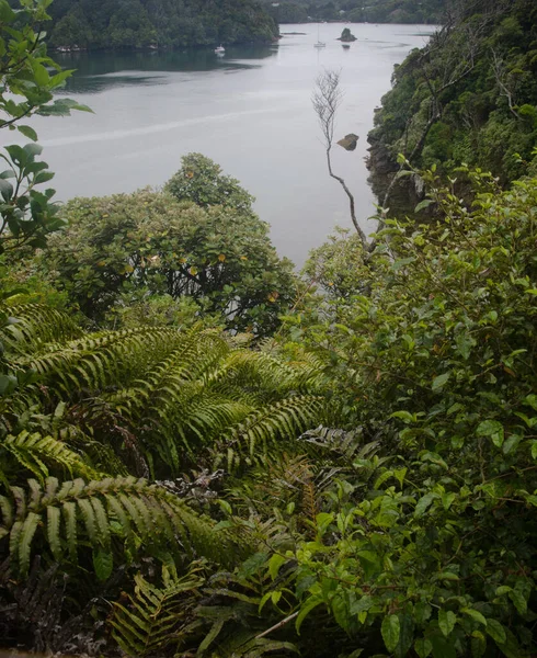 Bela Vista Rio Floresta — Fotografia de Stock