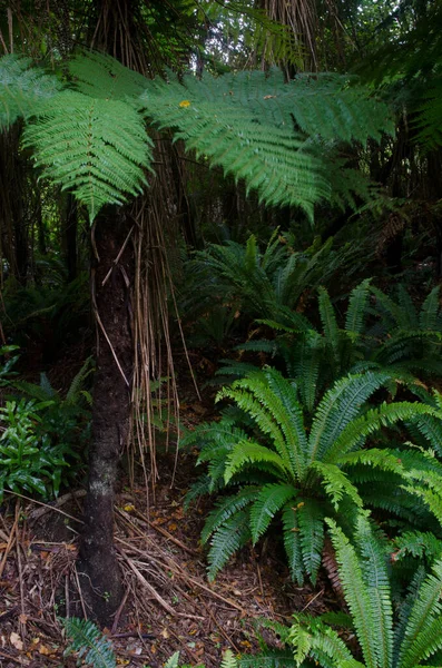Foresta Pluviale Whith Wheki Dicksonia Squarrosa Sinistra Felci Corona Lomaria — Foto Stock