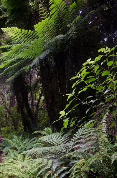 Green Fern Forest — Stock Photo, Image