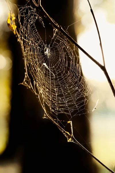 Αράχνη Web Ιστό Αράχνης Στο Παρασκήνιο — Φωτογραφία Αρχείου