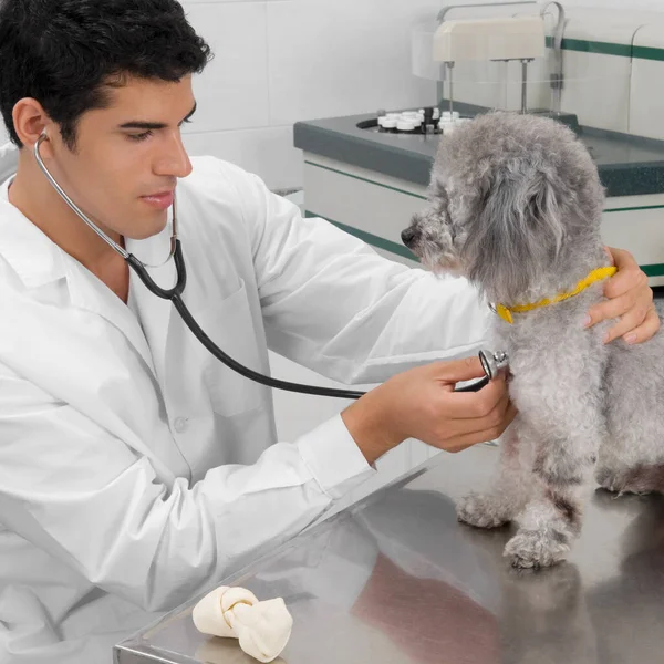 Veterinário Examinando Cão Clínica — Fotografia de Stock