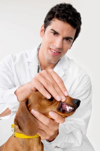 Veterinario Con Cane Clinica Veterinaria — Foto Stock