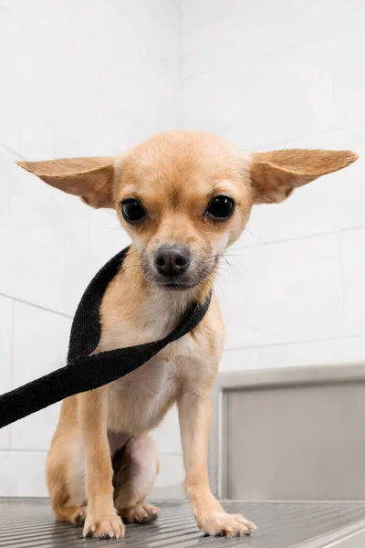 Bonito Chihuahua Cão Cozinha — Fotografia de Stock