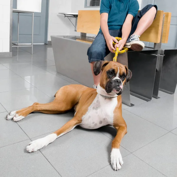 Dog Pet Room — Stock Photo, Image