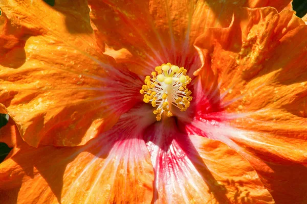 Όμορφο Κίτρινο Λουλούδι Στον Κήπο — Φωτογραφία Αρχείου
