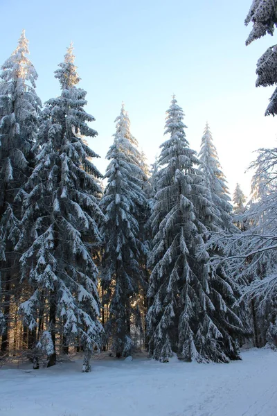 冰雪覆盖的冬季景观 — 图库照片