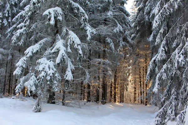 Krásná Zimní Krajina Zasněženými Stromy — Stock fotografie
