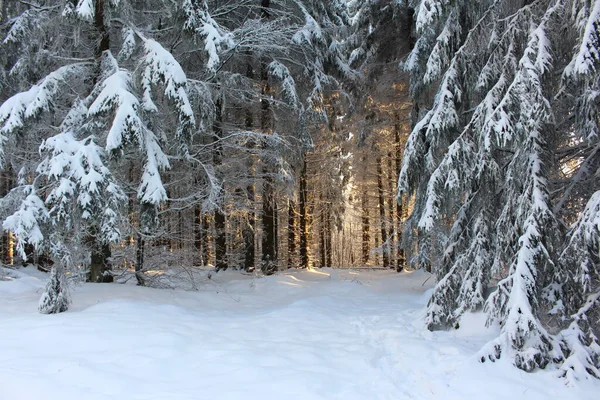 Hermoso Bosque Invierno Con Árboles Cubiertos Nieve — Foto de Stock