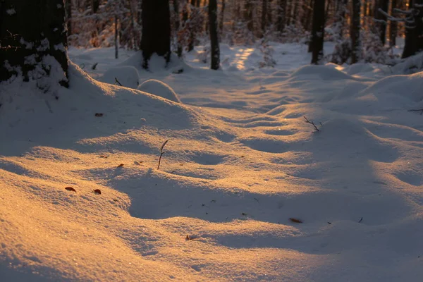 雪の中の冬の森 — ストック写真