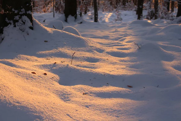 冬の雪に覆われた森 — ストック写真