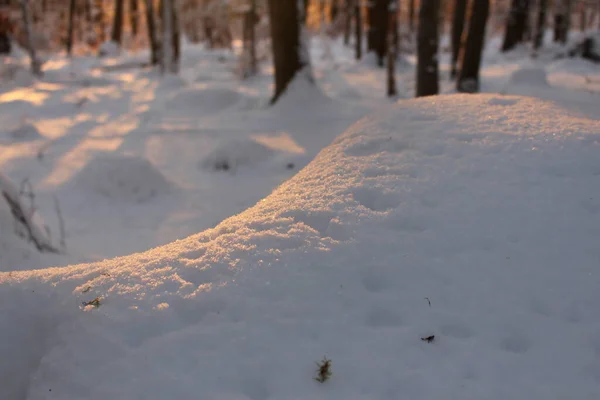 Árvores Cobertas Neve Floresta — Fotografia de Stock