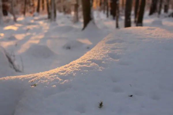 Winterbos Met Besneeuwde Bomen — Stockfoto