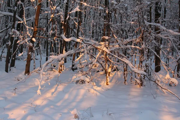 Bosque Invierno Atardecer —  Fotos de Stock