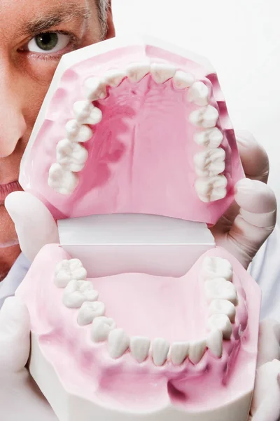 Close Model Dentist — Stock Photo, Image