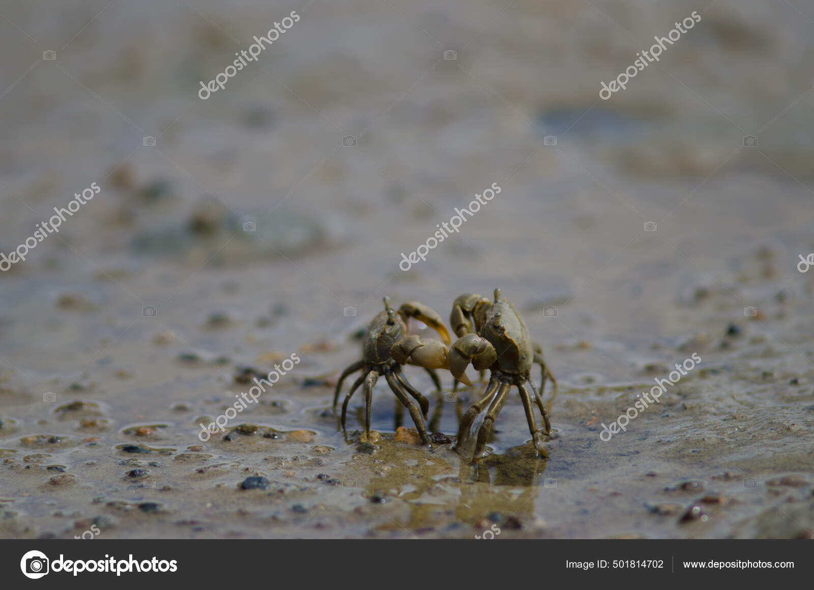 Tunnelling Mud Crabs Austrohelice Crassa Threatening Each Other Hoopers Inlet Stock Photo by