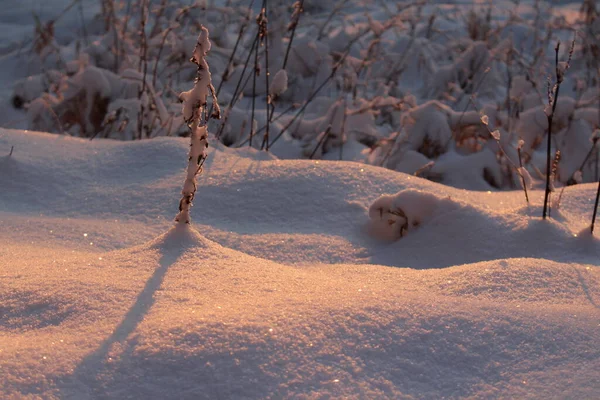 Schnee Bedeckte Bäume Wald — Stockfoto