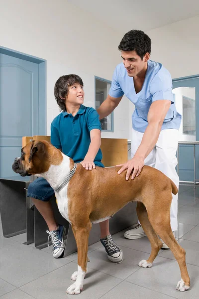 病院での獣医検査犬 — ストック写真