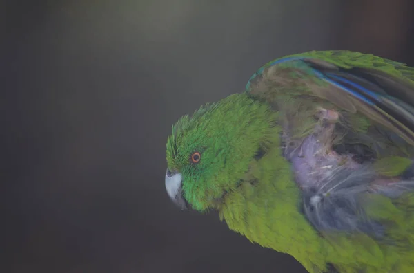 Vogel Het Bos — Stockfoto