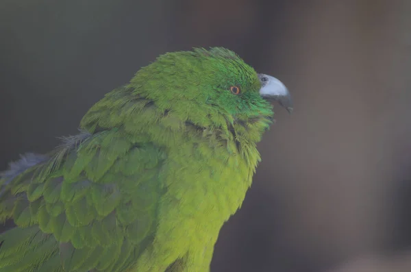 Nahaufnahme Eines Vogels — Stockfoto