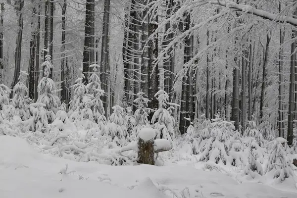 Pequeñas Coníferas Bosque Mágico Invierno —  Fotos de Stock