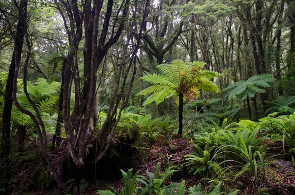 Zelený Les Džungli — Stock fotografie
