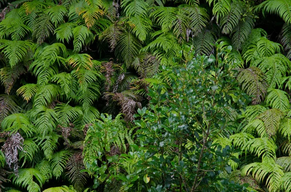 Hojas Verdes Una Planta Jardín —  Fotos de Stock