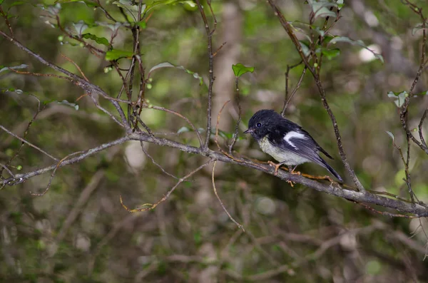 Uccello Sul Ramo Albero — Foto Stock