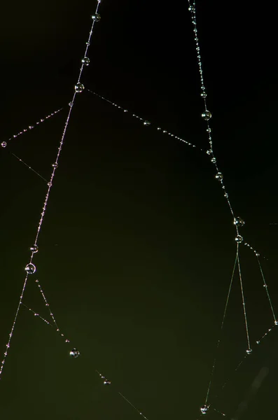 Spider Web Dew Drops Background Sky — Stock Photo, Image
