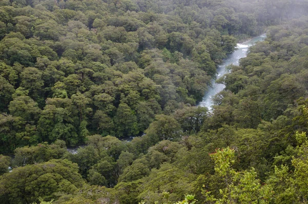 森の中の川の空中風景 — ストック写真