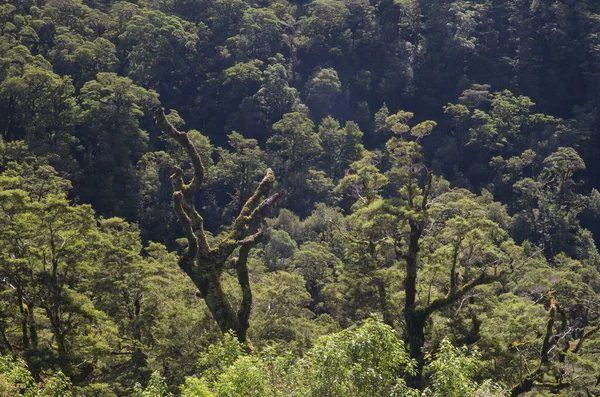 Vista Aérea Floresta Árvores Selva — Fotografia de Stock