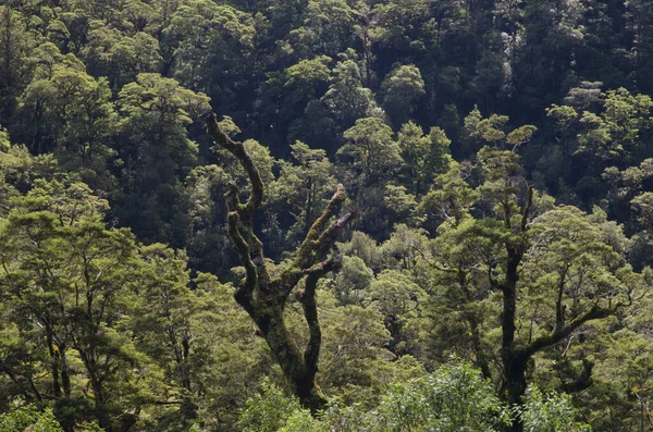 Grüner Wald Den Bergen — Stockfoto