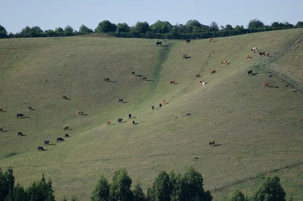 Beautiful Landscape Flock Cows Herd Horses — Stock Photo, Image
