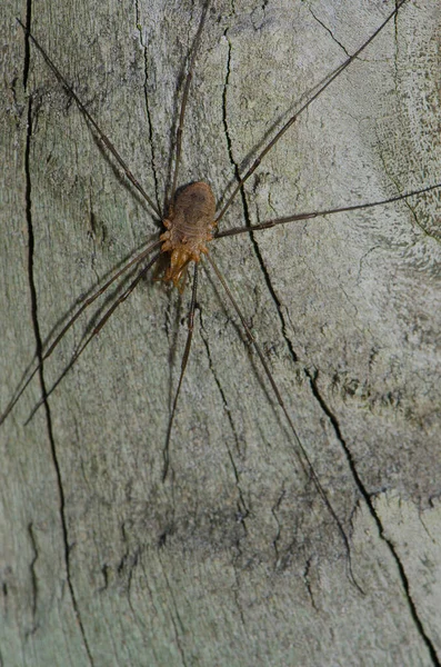 Närbild Spindel Ett Träd — Stockfoto