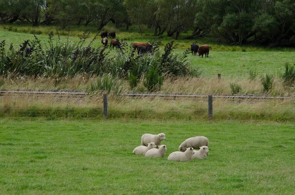 Moutons Dans Prairie — Photo