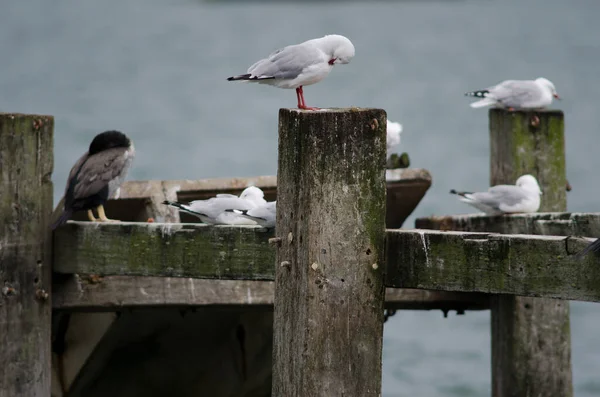 Möwe Auf Dem Steg — Stockfoto